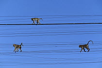 Long-tailed Macaque (Macaca fascicularis) trio walking on telephone lines, Thailand