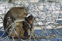 Long-tailed Macaque (Macaca fascicularis) mother grooming her young among barbed wire, Thailand