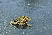 European Toad (Bufo bufo) female with male clinging to her back during autumn migration to breeding pools, Europe