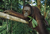 Orangutan (Pongo pygmaeus) adult sitting in tree, Kalimantan, Indonesia