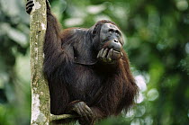 Orangutan (Pongo pygmaeus) adult sitting in tree holding his head in his hand, Kalimantan, Indonesia