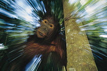 Orangutan (Pongo pygmaeus) abstract of an adult in a tree, Kalimantan, Indonesia