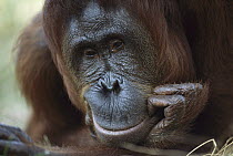 Orangutan (Pongo pygmaeus) close-up portrait of any adult resting chin in hand, Kalimantan, Indonesia