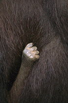 Orangutan (Pongo pygmaeus) close-up of an infant's hand holding tightly to its mother, Kalimantan, Indonesia