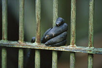 Bonobo (Pan paniscus) close-up of captive animal's hand gripping the bars of its cage, Gabon