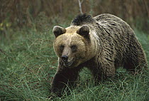 Brown Bear (Ursus arctos) adult walking in tall grass, Bulgaria