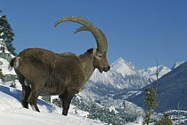 Alpine Ibex (Capra ibex) adult male standing in snowy mountains, Alps, France