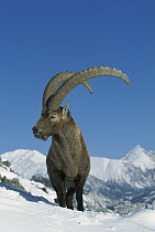 Alpine Ibex (Capra ibex) adult male standing in snowy mountains, Alps, France