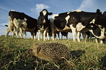 Brown-breasted Hedgehog (Erinaceus europaeus) in a pasture with a herd of Domestic Cattle (Bos taurus), Europe