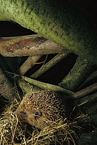 Brown-breasted Hedgehog (Erinaceus europaeus) in its nest amid tree roots, Europe