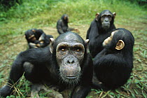 Chimpanzee (Pan troglodytes) female looking into the camera curiously, Gabon