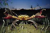 Giant Mud Crab (Scylla serrata) with claws spread wide in defensive posture, Mahakam Delta, Indonesia