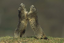 Alpine Marmot (Marmota marmota) two adults fighting for territory, France