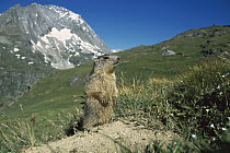 Alpine Marmot (Marmota marmota) portrait of a juvenile in alpine habitat, France