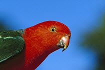 Australian King Parrot (Alisterus scapularis) portrait, Australia