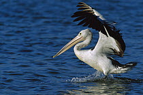 Australian Pelican (Pelecanus conspicillatus) landing, Australia
