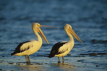 Australian Pelican (Pelecanus conspicillatus) pair standing in shallow water, Sydney, Australia