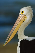 Australian Pelican (Pelecanus conspicillatus) portrait, Australia
