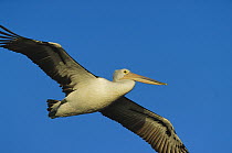 Australian Pelican (Pelecanus conspicillatus) flying, Australia