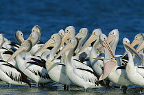 Australian Pelican (Pelecanus conspicillatus) flock in shallow water, Coorong National Park, Australia