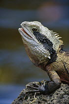 Eastern Water Dragon (Physignathus lesueurii) portrait, Australia