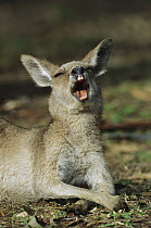 Eastern Grey Kangaroo (Macropus giganteus) yawning, Australia