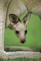 Eastern Grey Kangaroo (Macropus giganteus) joey peeking out of its mother's pouch, Australia