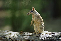 Numbat (Myrmecobius fasciatus) alert adult sitting upright on a log, Australia