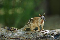 Numbat (Myrmecobius fasciatus) alert adult on log, Australia