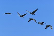 Cape Barren Goose (Cereopsis novaehollandiae) flock flying, Coorong National Park, Australia