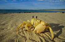 Ghost Crab (Ocypode quadrata) on beach, Cape Range National Park, Australia