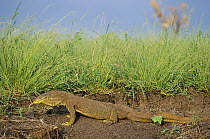 Giant Monitor Lizard (Varanus giganteus) sensing with its tongue, Australia