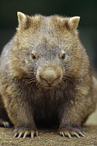 Common Wombat (Vombatus ursinus) portrait, southeastern Australia