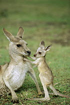 Eastern Grey Kangaroo (Macropus giganteus) mother with joey, Australia