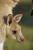 Eastern Grey Kangaroo (Macropus giganteus) joey peeking out from its mother's pouch, Australia
