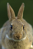 European Rabbit (Oryctolagus cuniculus) portrait, France, introduced worldwide