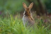 European Rabbit (Oryctolagus cuniculus) in meadow, France, introduced worldwide