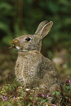 European Rabbit (Oryctolagus cuniculus) eating wild Violets, France, introduced worldwide