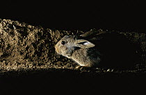 European Rabbit (Oryctolagus cuniculus) in underground burrow, France, introduced worldwide