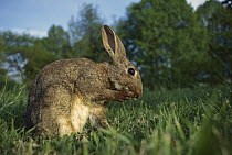 European Rabbit (Oryctolagus cuniculus) grooming itself in meadow, France, introduced worldwide