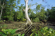 Mangrove (Rhizophora sp) in Mahakam Delta which was 80% destroyed in 2001 due to shrimp farming, East Kalimantan, Indonesia