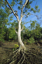 Mangrove (Rhizophora sp) in Mahakam Delta which was 80% destroyed in 2001 due to shrimp farming, East Kalimantan, Indonesia