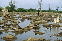 Mangrove in Mahakam Delta 80% destroyed in 2001 because of tiger shrimp farm, East Kalimantan, Indonesia