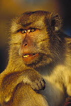 Long-tailed Macaque (Macaca fascicularis) portrait, East Kalimantan, Indonesia