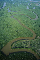 Mangrove (Rhizophora sp) in Mahakam Delta, 80% destroyed in 2001 because of shrimp farm, East Kalimantan, Indonesia