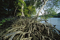 Mangrove (Rhizophora sp) in Mahakam Delta, 80% destroyed in 2001 because of shrimp farm, East Kalimantan, Indonesia