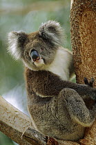 Koala (Phascolarctos cinereus) adult in tree, Grampians National Park, Australia