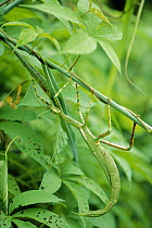 Goliath Stick Insect (Eurycnema goliath) camouflaged amid green plants, Australia