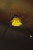Spiked Spider (Gasteracantha sp) in web, East Kalimantan, Indonesia