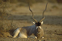 Addax (Addax nasomaculatus) resting, Negev Desert, Israel